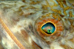 Lizardfish, close-up. by David Heidemann 
